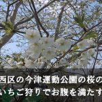 福岡市西区の今津運動公園の桜の見頃！いちご狩りでお腹を満たす